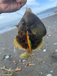 カワハギの釣果