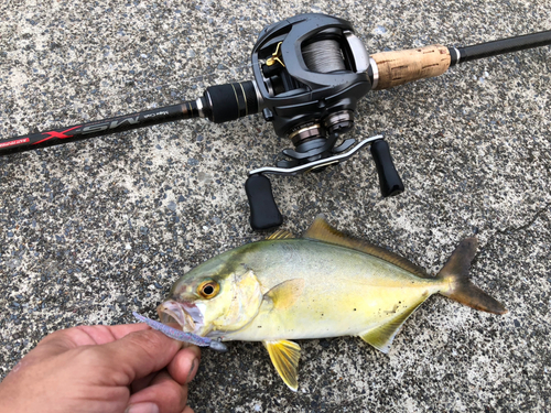 ショゴの釣果