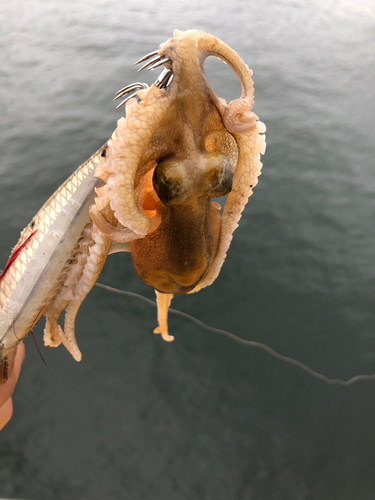 タコの釣果