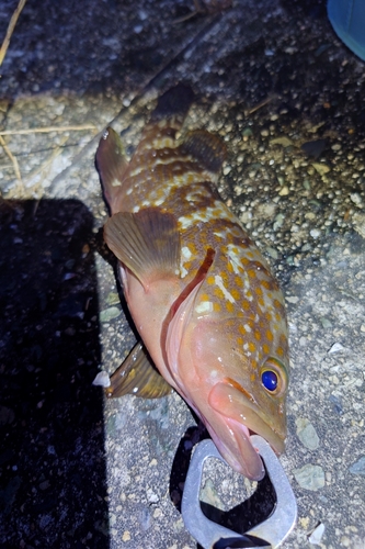 アコウの釣果