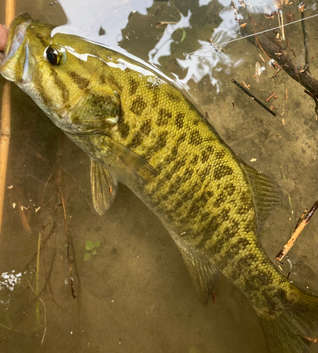 スモールマウスバスの釣果