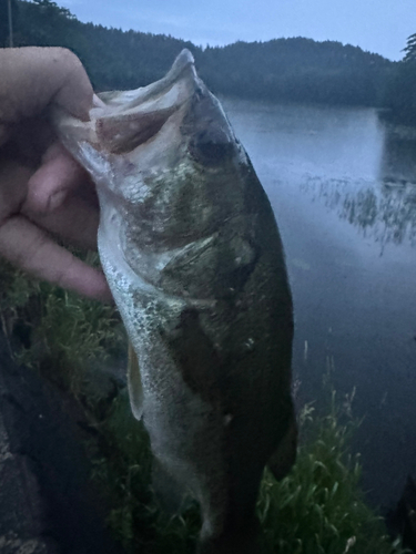 ラージマウスバスの釣果