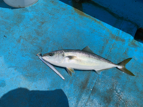 イナダの釣果