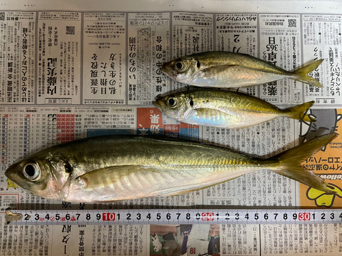 マアジの釣果