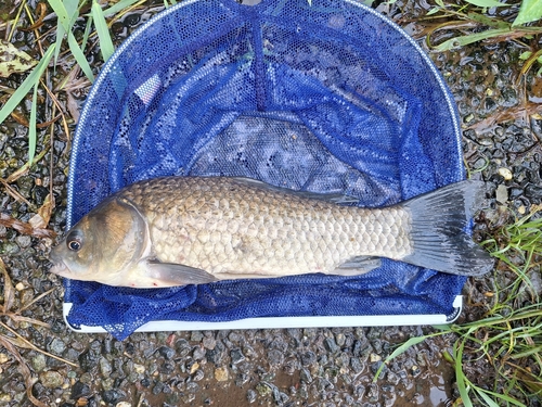 フナの釣果