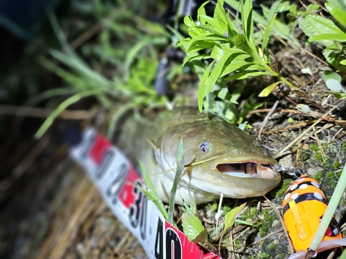 ナマズの釣果