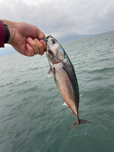 カツオの釣果