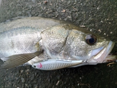 スズキの釣果