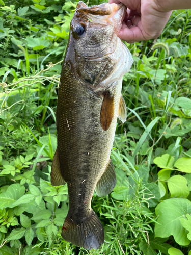 ブラックバスの釣果