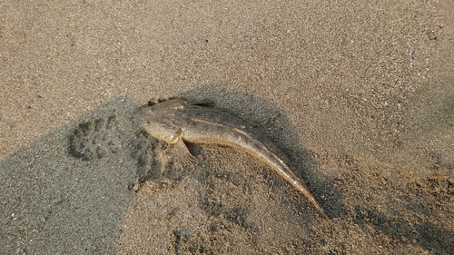 マゴチの釣果