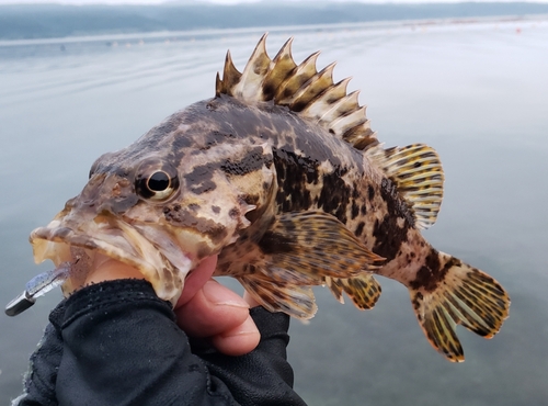 タケノコメバルの釣果