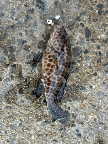 オオモンハタの釣果