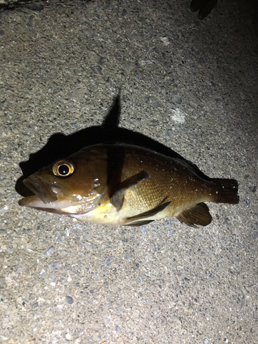 エゾメバルの釣果