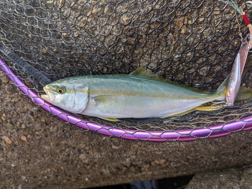 ツバスの釣果