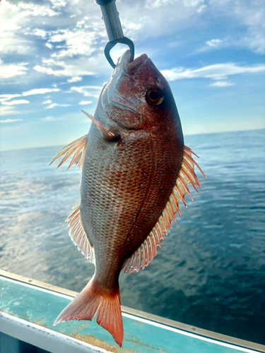 マダイの釣果