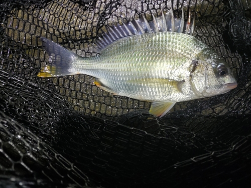 キビレの釣果