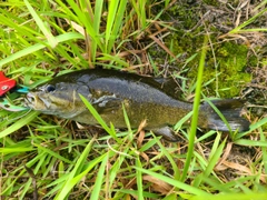 スモールマウスバスの釣果