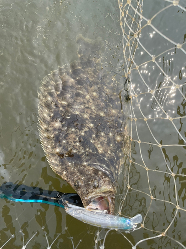 ヒラメの釣果