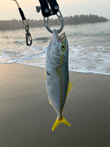 ワカシの釣果