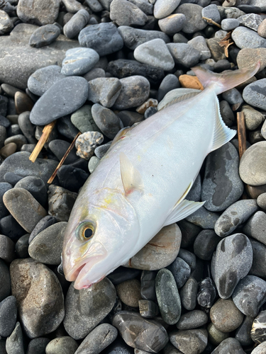 ショゴの釣果