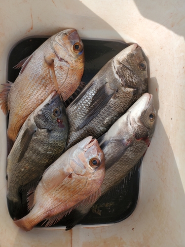 チヌの釣果