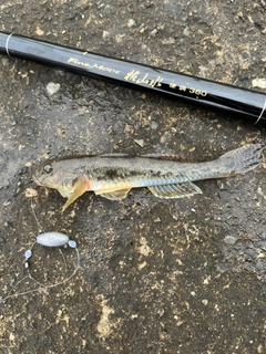 マハゼの釣果