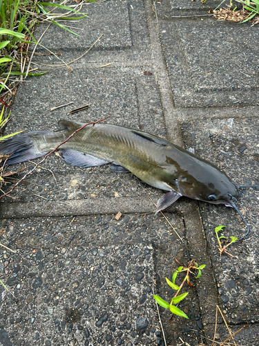 アメリカナマズの釣果