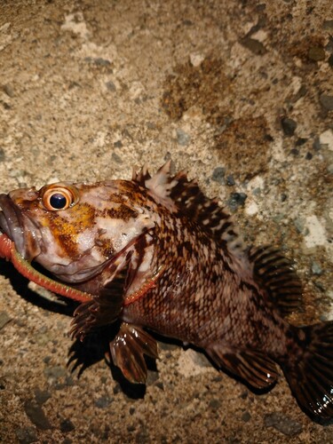 ムラソイの釣果