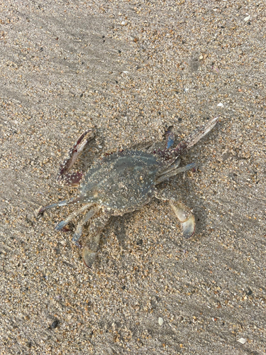 ワタリガニの釣果