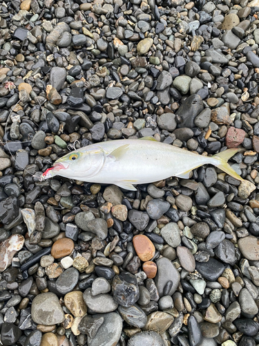 ワカシの釣果