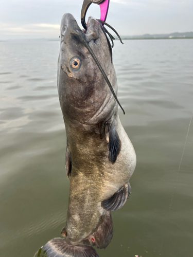 アメリカナマズの釣果