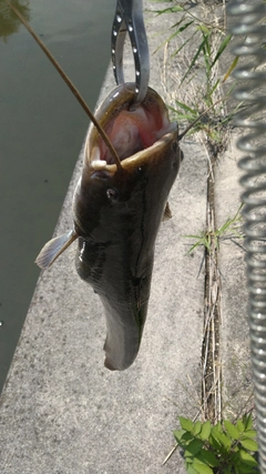 ナマズの釣果