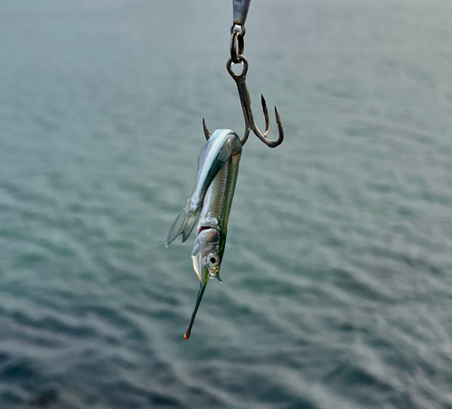 サゴシの釣果