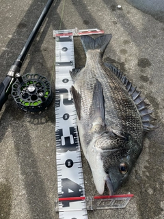 チヌの釣果