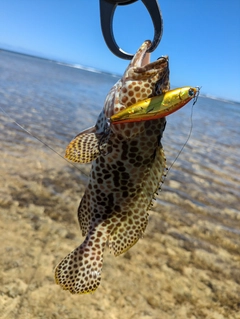 イシミーバイの釣果