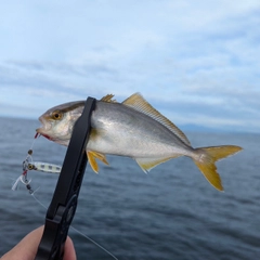 ショゴの釣果