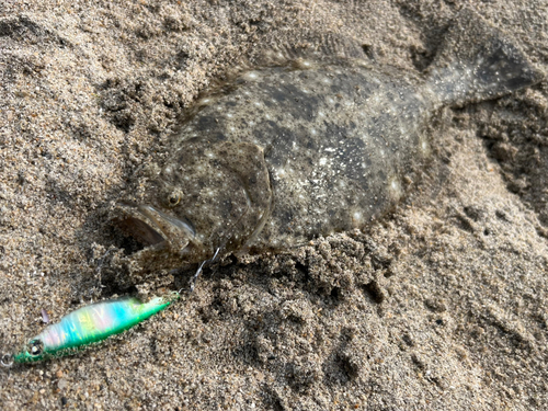 ソゲの釣果