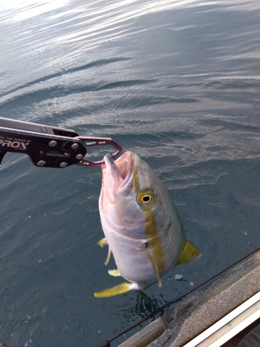 ヒラマサの釣果