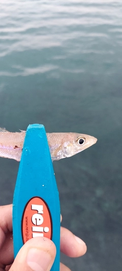 キスの釣果