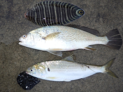 イシモチの釣果