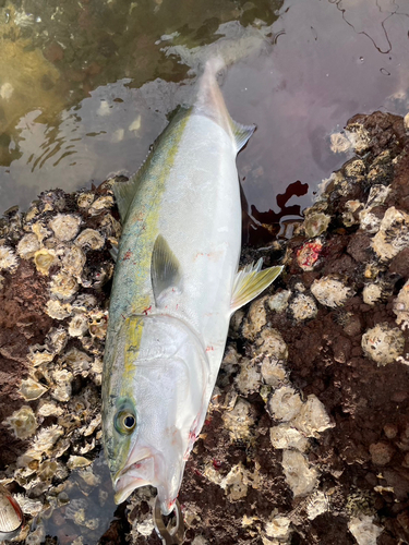 ブリの釣果