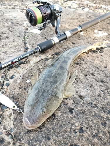 マゴチの釣果