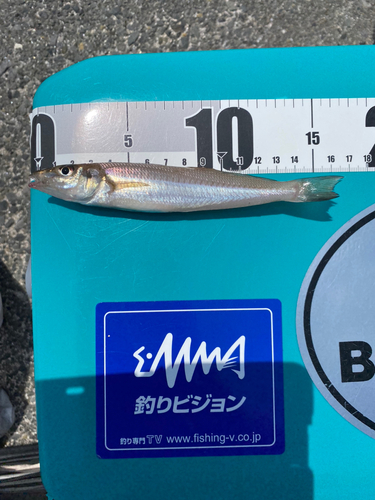 シロギスの釣果