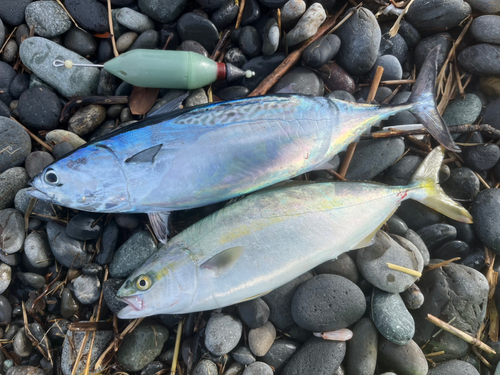 ヒラソウダの釣果