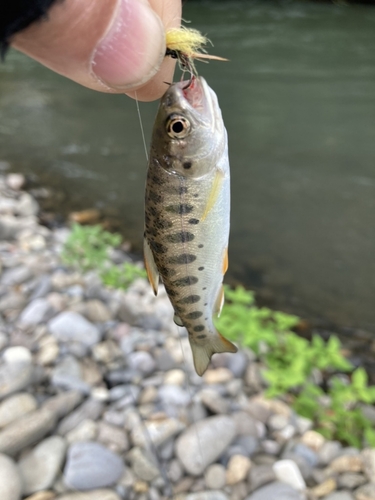 ヤマメの釣果