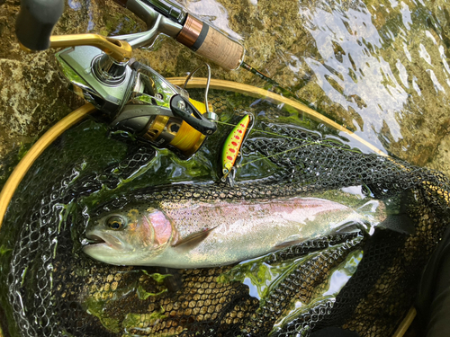 ニジマスの釣果