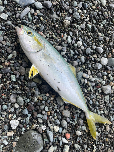 ワカシの釣果