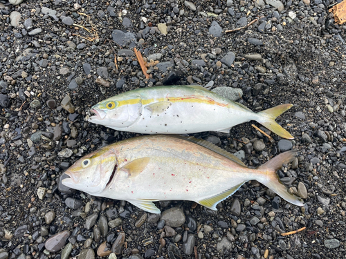 ショゴの釣果