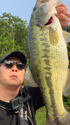 ブラックバスの釣果