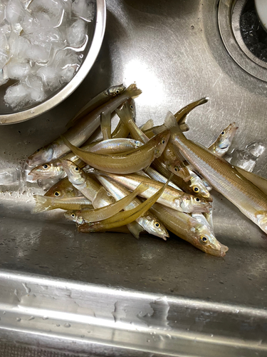 シロギスの釣果